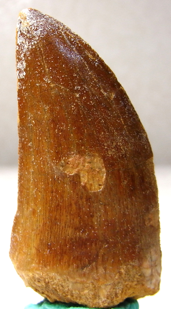 カルカロドントサウルスの歯(その4)