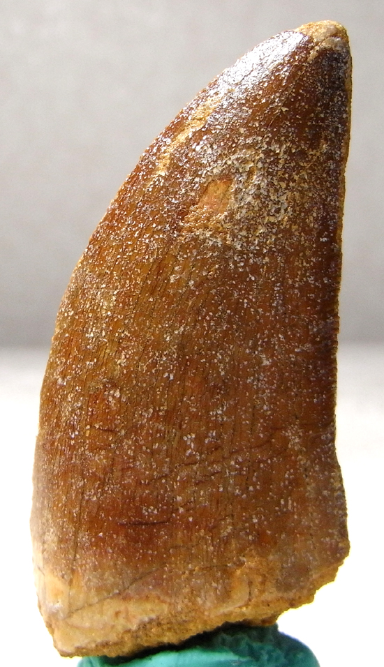 カルカロドントサウルスの歯(その7)