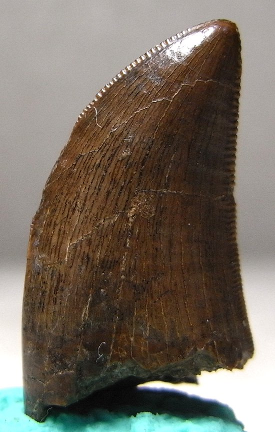 ドロマエオサウルスの巨大歯（その4）