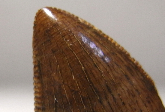 ドロマエオサウルスの巨大歯(その7)