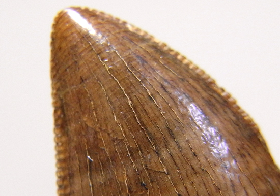 ドロマエオサウルスの巨大歯(その9)