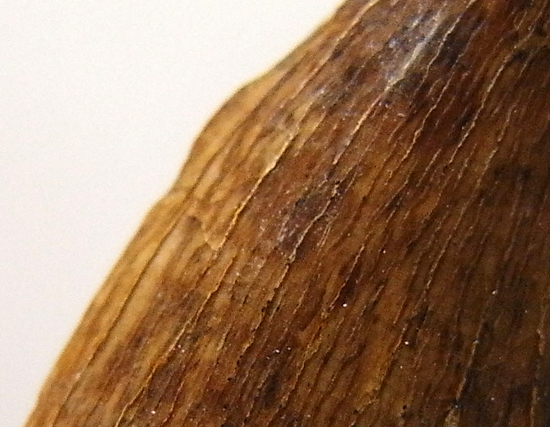 ドロマエオサウルスの巨大歯(その5)