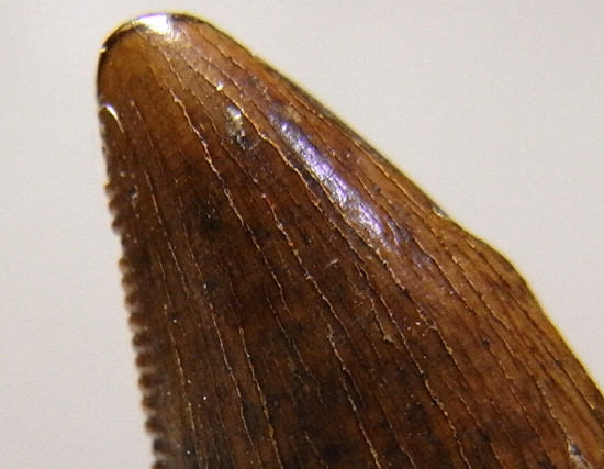 ドロマエオサウルスの巨大歯(その6)