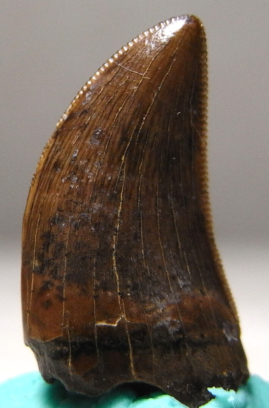 ドロマエオサウルスの歯(その3)