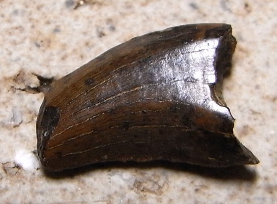 ドロマエオサウルスの歯（その1）