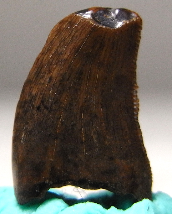 ドロマエオサウルスの歯(その3)