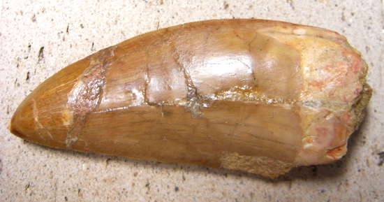 博物館クラス:カルカロドントサウルスの巨大歯(その1)