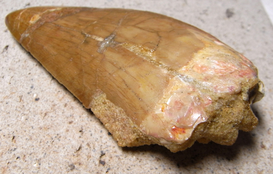 博物館クラス:カルカロドントサウルスの巨大歯(その2)