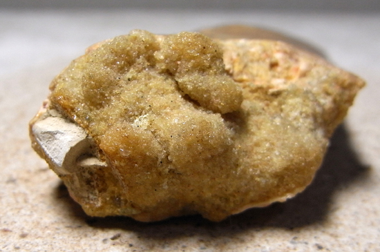 博物館クラス:カルカロドントサウルスの巨大歯(その3)