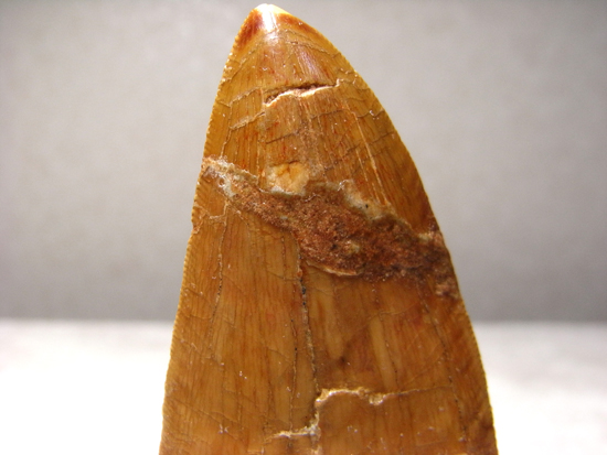 博物館クラス:カルカロドントサウルスの巨大歯(その6)