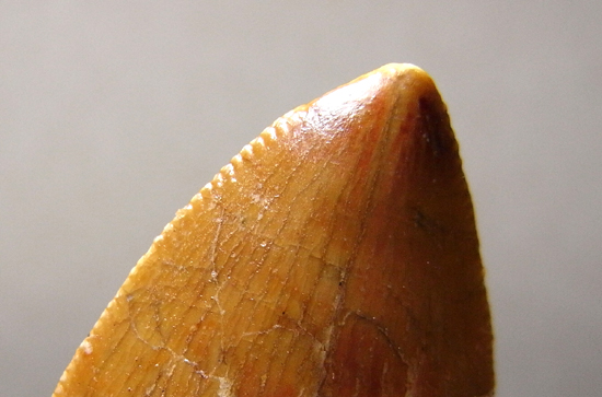 博物館クラス:カルカロドントサウルスの巨大歯(その9)