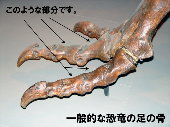 パキケファロサウルスの足の節骨（その10）