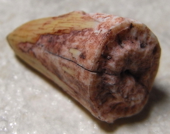 ワニの化け物:ルティオドンの歯(その2)