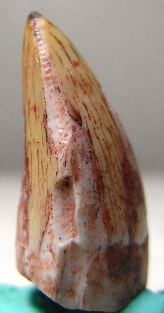 ワニの化け物:ルティオドンの歯(その3)
