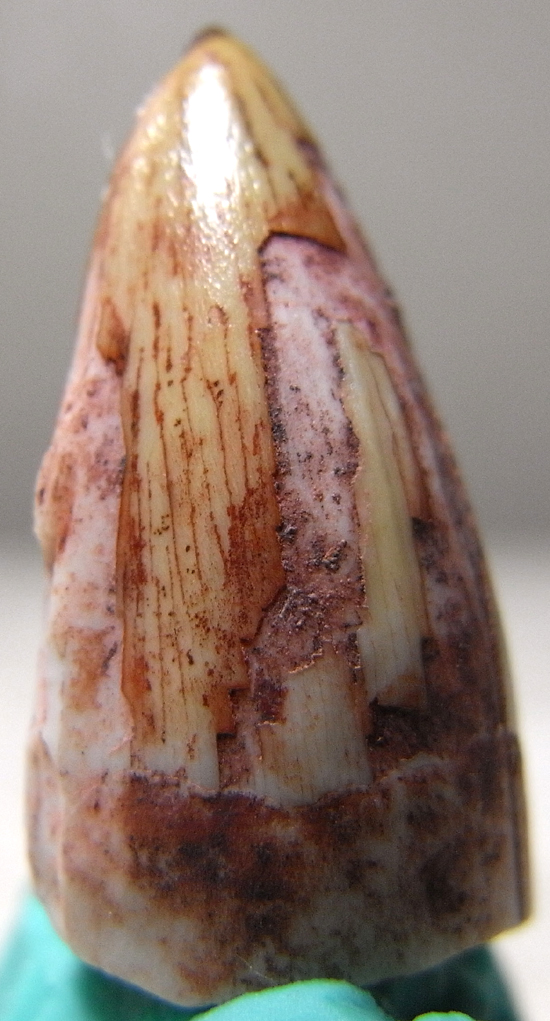 ワニの化け物:ルティオドンの歯(その4)