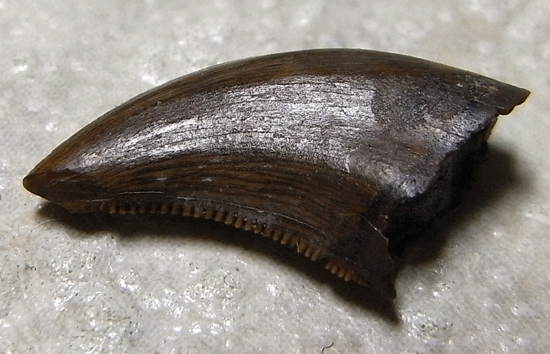 インテリ恐竜：ドロマエオサウルスの歯 恐竜 販売