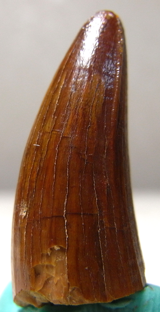 古代ワニの化け物：サルコスクスの歯（その2）