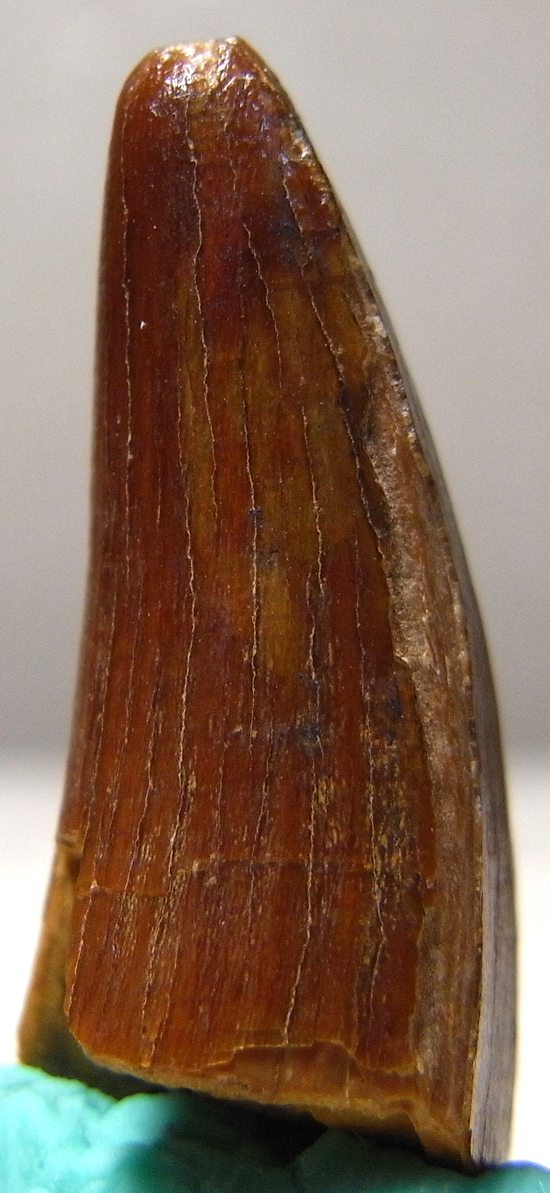 古代ワニの化け物:サルコスクスの歯(その3)