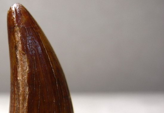 古代ワニの化け物:サルコスクスの歯(その7)