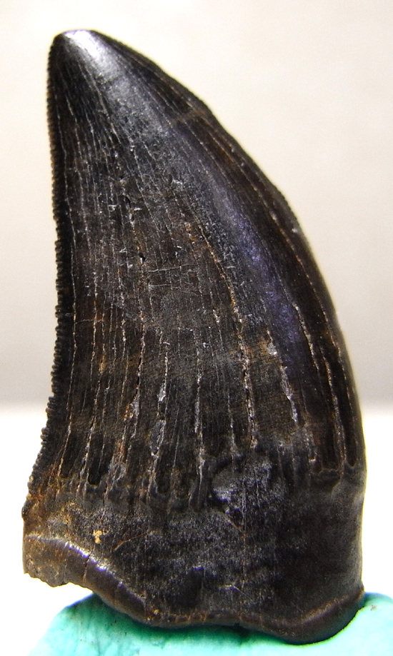 ナノティラヌスの歯（その2）