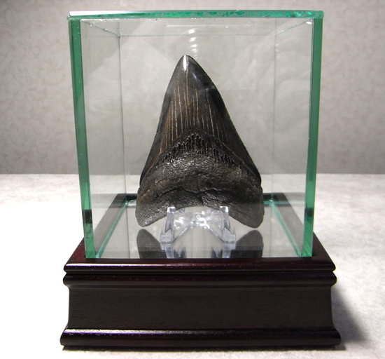 最高級のクオリティー:メガロドンの歯(その9)