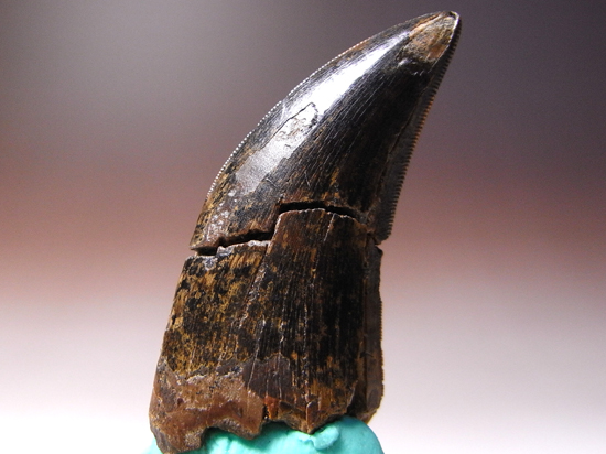 ティラノサウルスの歯（その1）