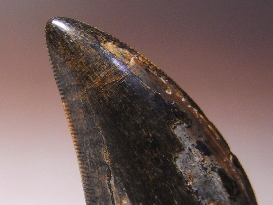 ティラノサウルスの歯（その3）