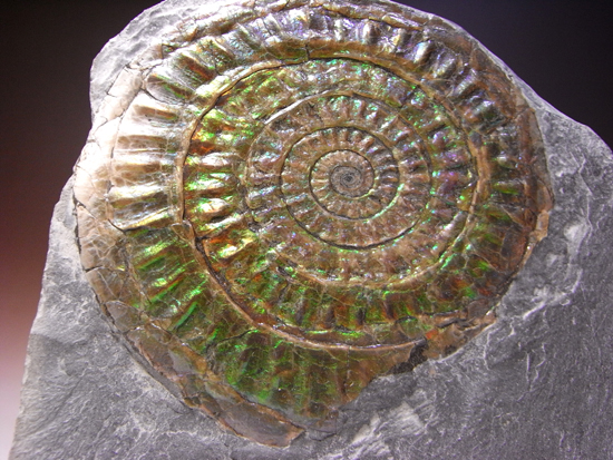 地球が生んだ奇跡：一切加工なしの虹色アンモナイト（その2）