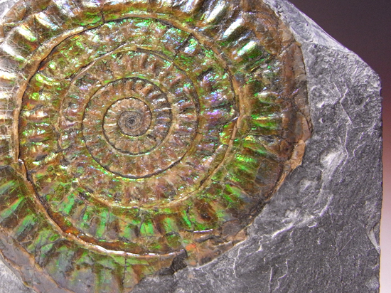 地球が生んだ奇跡：一切加工なしの虹色アンモナイト（その3）