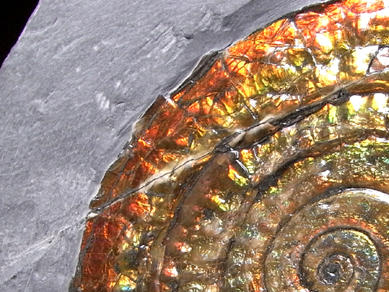 地球が生んだ奇跡：一切加工なしの虹色アンモナイト アンモナイト 販売化石販売の化石セブン　ティラノサウルスの歯化石はこちら