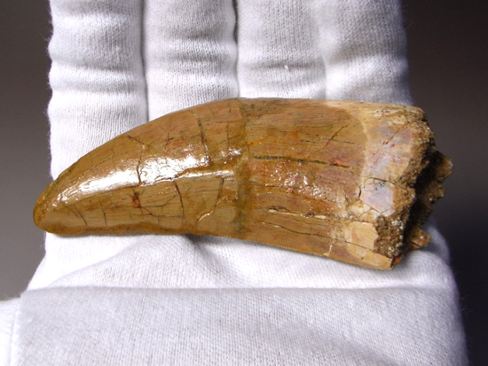 博物館クラス：カルカロドントサウルスの巨大歯（その7）