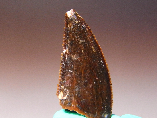 バハリアサウルスの歯(その1)