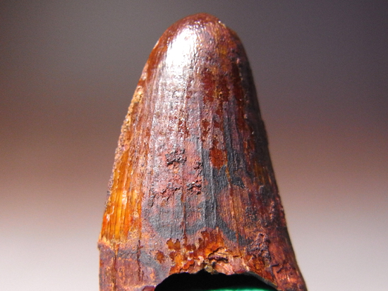 古代ワニの化け物：サルコスクスの歯（その2）