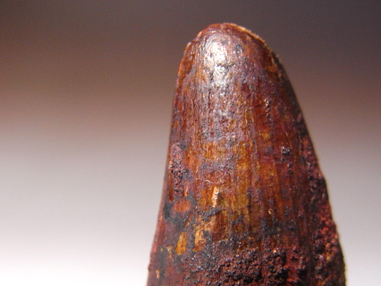 古代ワニの化け物：サルコスクスの歯（その3）