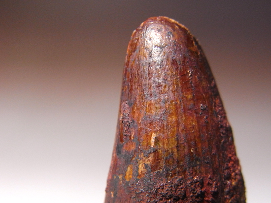 古代ワニの化け物:サルコスクスの歯(その3)