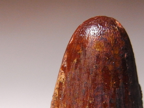古代ワニの化け物:サルコスクスの歯(その4)