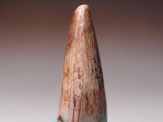 ワニの化け物:ルティオドンの歯(その2)