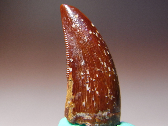 バハリアサウルスの歯(その1)