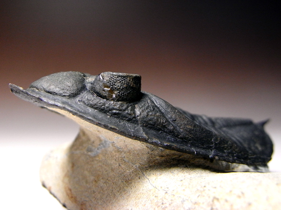 小判のようなかわいい三葉虫:ズリコバスピスZlichovaspissp.(その1)