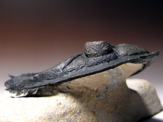 小判のようなかわいい三葉虫:ズリコバスピスZlichovaspissp.(その2)