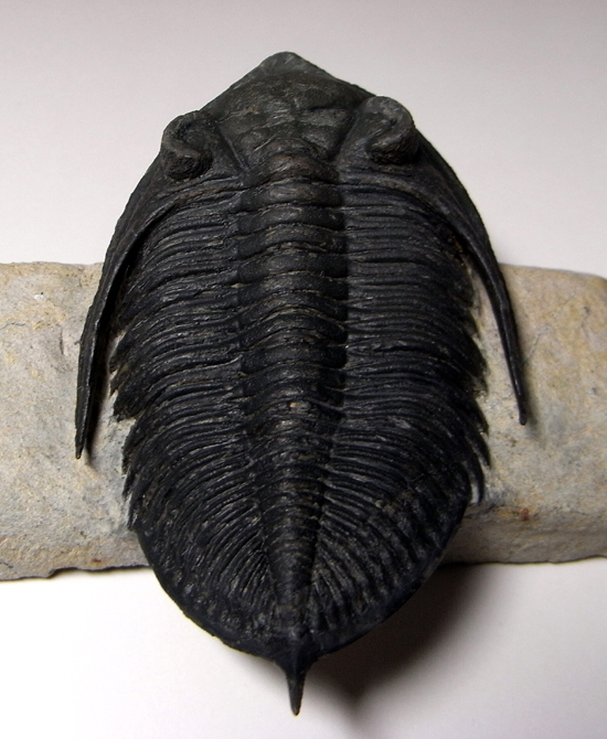 小判のようなかわいい三葉虫:ズリコバスピスZlichovaspissp.(その4)