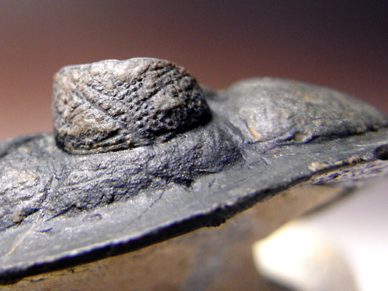 小判のようなかわいい三葉虫:ズリコバスピスZlichovaspissp.(その5)