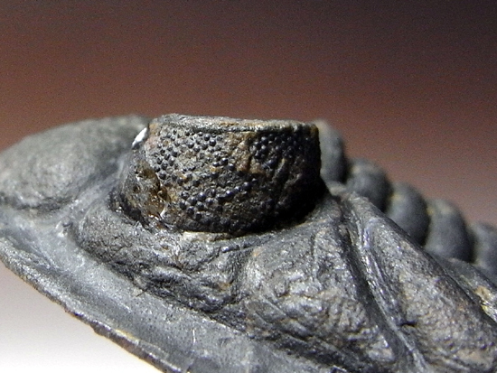 小判のようなかわいい三葉虫:ズリコバスピスZlichovaspissp.(その6)