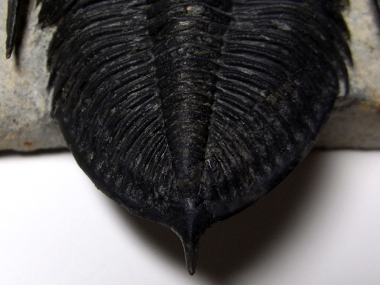小判のようなかわいい三葉虫:ズリコバスピスZlichovaspissp.(その7)