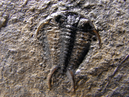 希少種：大きなセラウルス(Ceraurus pleurexanthemus)（その1）