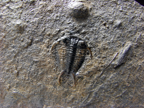 希少種：大きなセラウルス(Ceraurus pleurexanthemus)（その3）