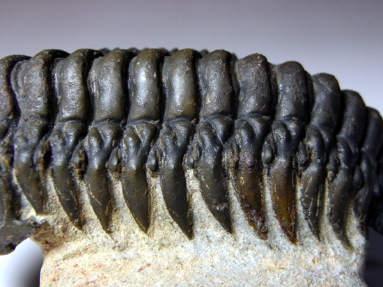 キングオブ芋虫：クロタロセファルスCrotalocephalussp.（その4）