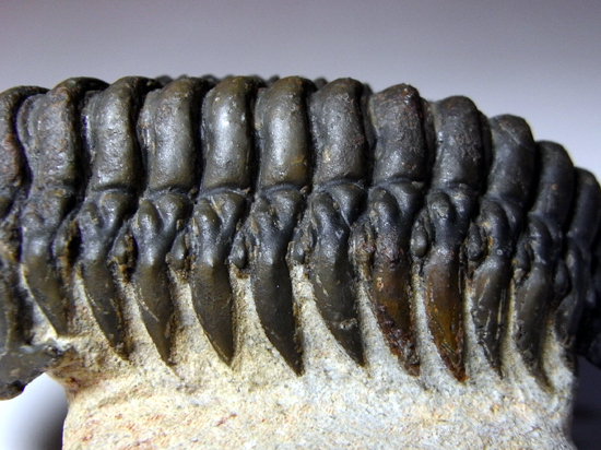 キングオブ芋虫:クロタロセファルスCrotalocephalussp.(その4)