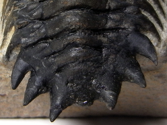 キングオブ芋虫:クロタロセファルスCrotalocephalussp.(その5)