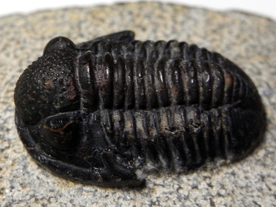 てんとう虫のようなかわいらしさ：ゲラストスGerastossp.（その1）